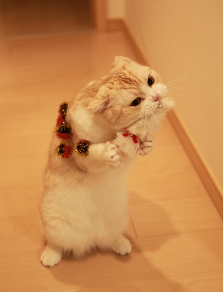 �󤰡���
