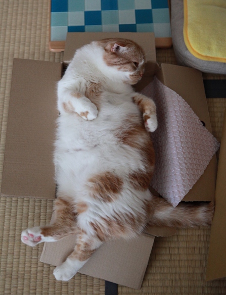 �褤���硣