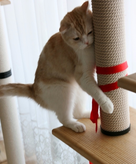 �Ӥ硼��