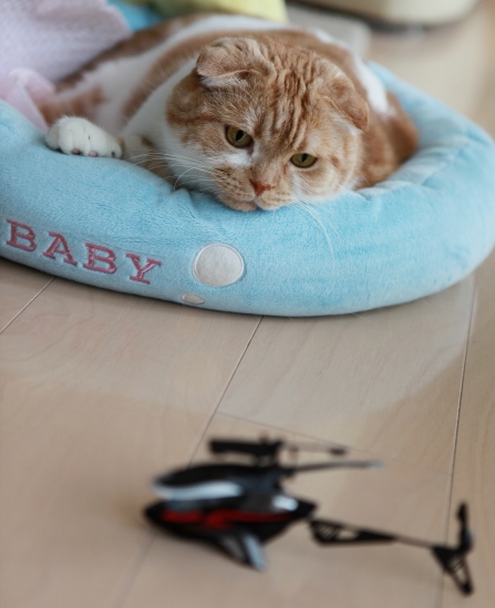 �ѥѡ����ޤ��Ǥ�����