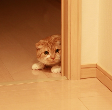 ʹ�����ޤ����衣