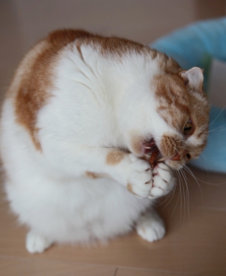 �󤰤�