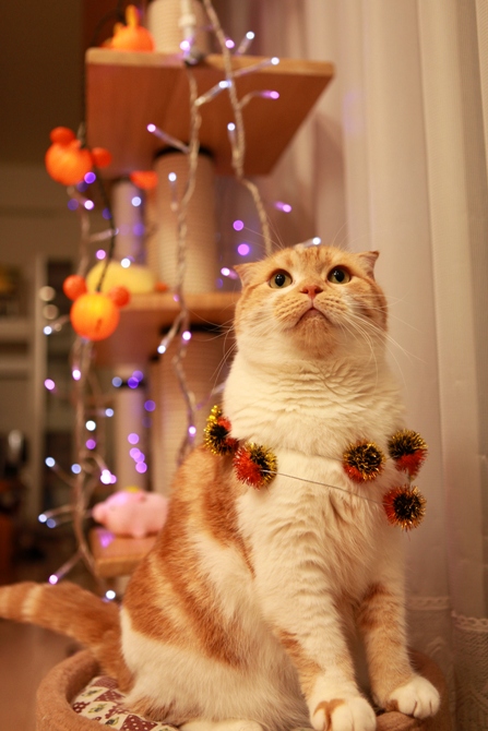 �Ǥ��ޤ����͡�
