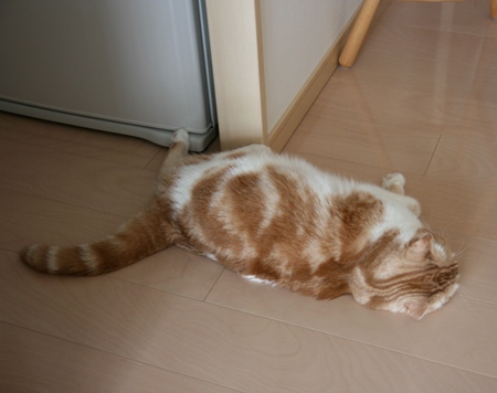 �롼�������ġ�