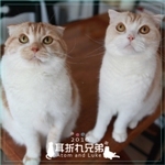 ¼ªÀޤ췻Äï¥Á¥ã¥ê¥Æ¥£¡¼¥«¥ì¥ó¥À¡¼2010
