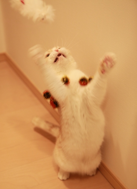 �����졣
