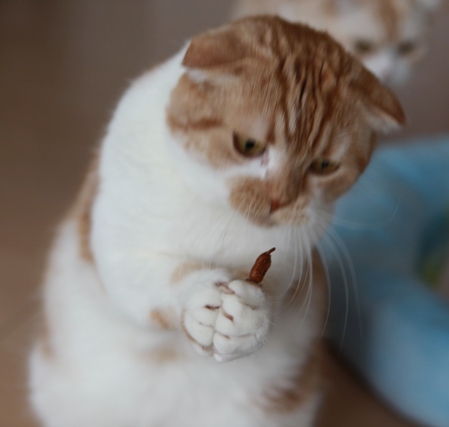 �ޥ����Ӥ�ƨ�������