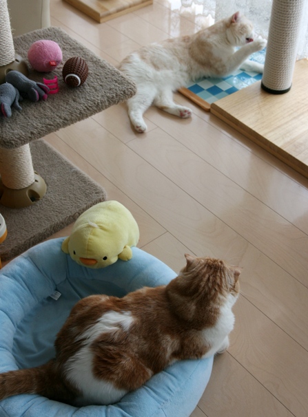 �褫�ä��͡���