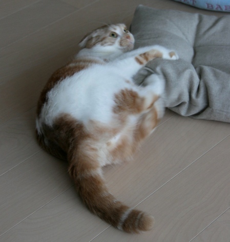 ����ɥХå���