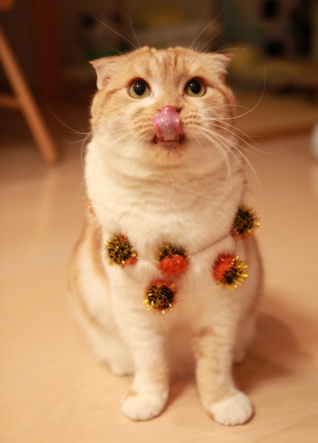 ������꡼��