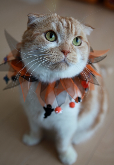 �Ҥ��Ӥ��ΤҤ�Ҥ顣