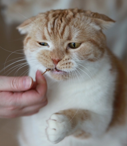 �������硼�֡��������硼�֡�