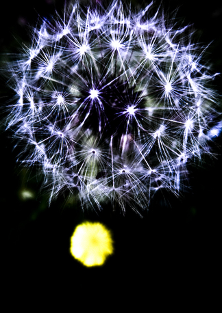 dandelion