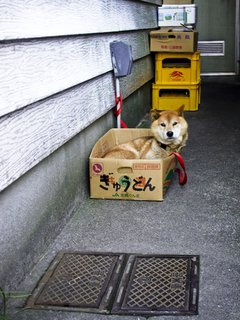 gyudon