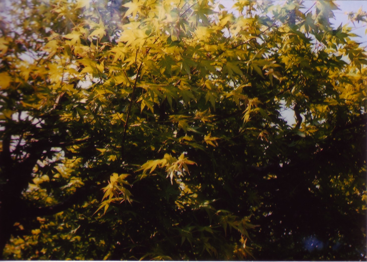 leaf