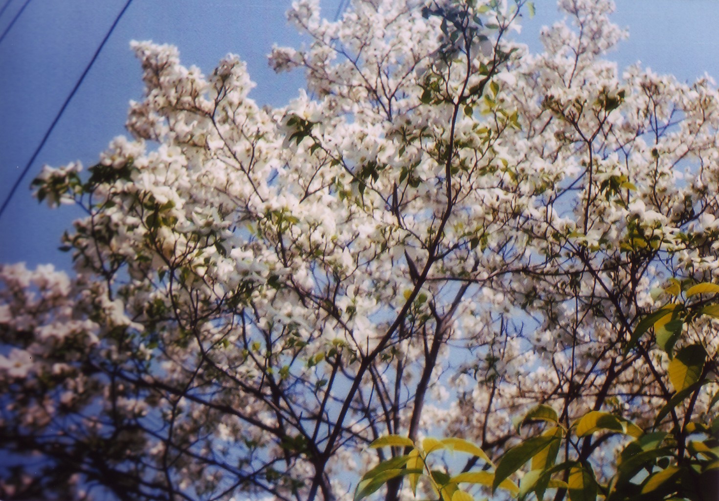 Cherry blossoms

