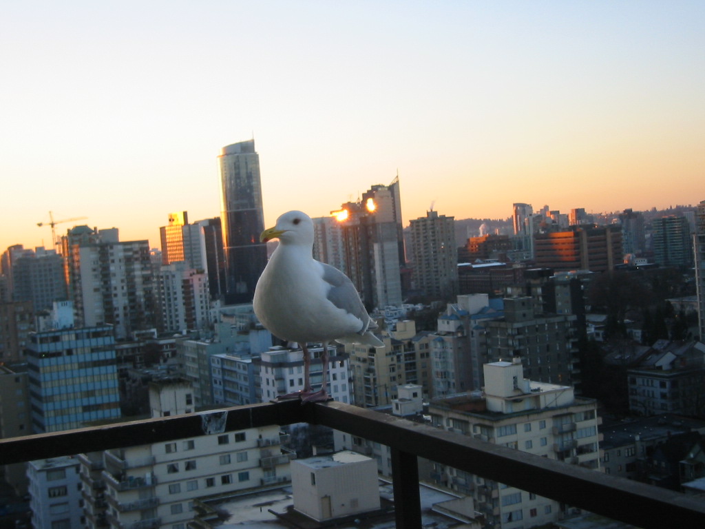 bird with city