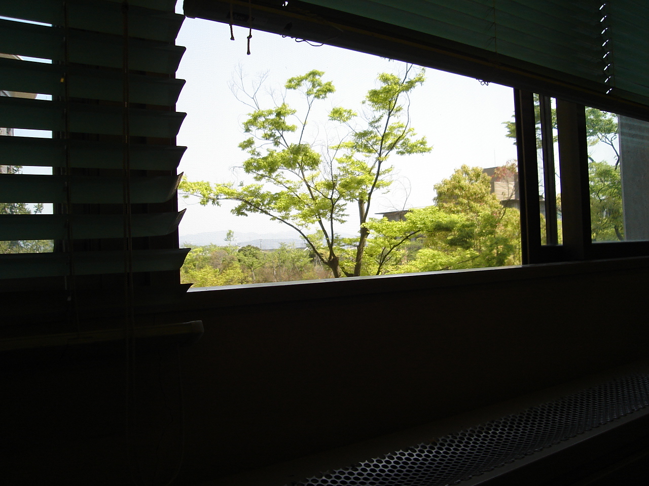 tree