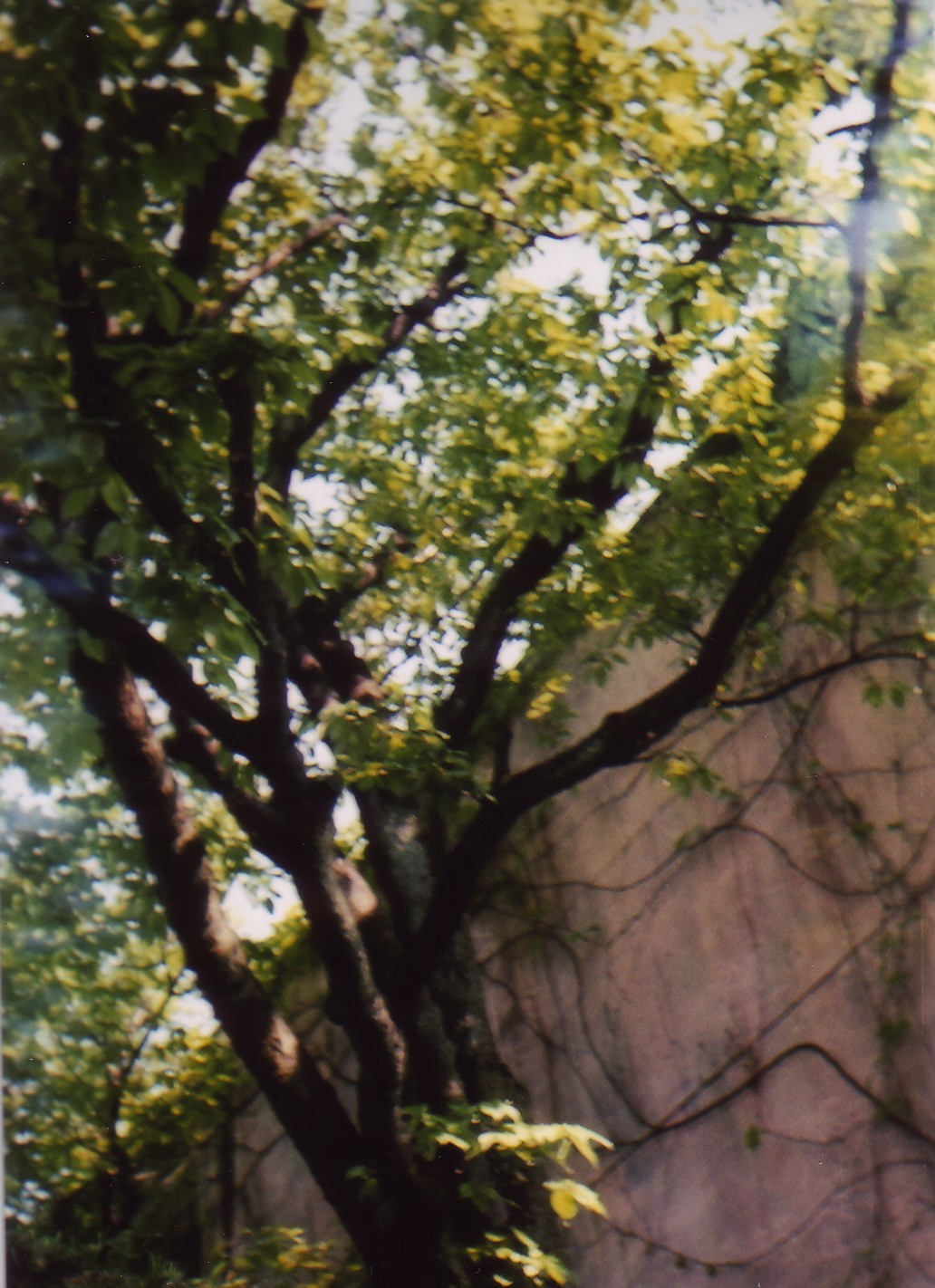 forest