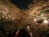 夜桜