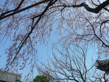 桜下