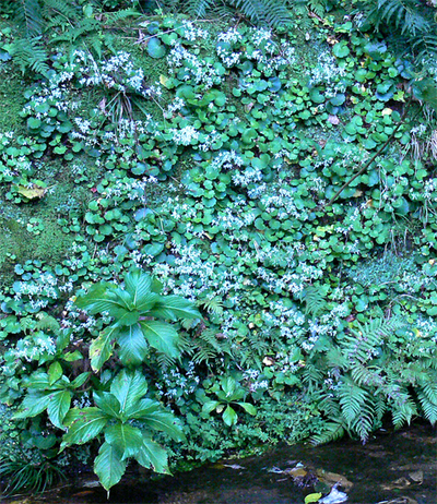 izunosimadai