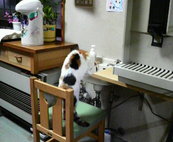 洗面所で水飲み!