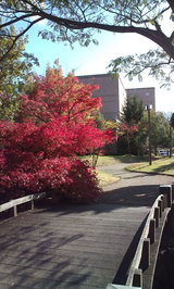 c2275701.jpg