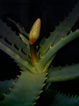 2f51ca8a.jpg