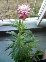 flower1130