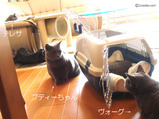 ブディーちゃん2