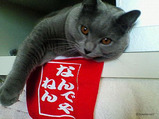 vincento