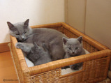 theressa-kitten 9-24-08-19