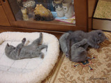 theressa-kitten 9-24-08-16