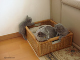 thressa-kitten 9-24-08-3