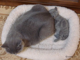 theressa-kitten 9-24-08-25