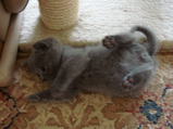 theressa-kitten 9-24-08-27