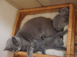 theressa-kitten 9-24-08-21