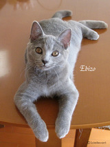 ebizo��