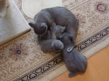 theressa-kitten 9-24-08-30