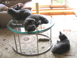 Soleillevant Cats1
