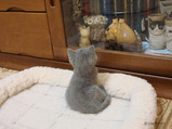 theressa-kitten 9-24-08-17