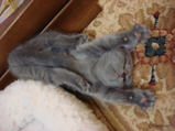 theressa-kitten 9-24-08-13