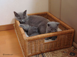 theressa-kitten 9-24-08-18