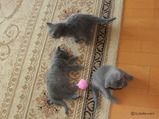 theressa-kitten 9-24-08-29