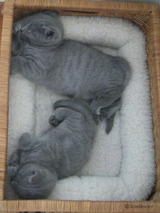 vogue's kitten & theressa's kitten 2