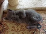 theressa-kitten 9-24-08-26