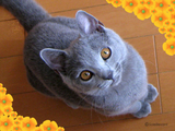 BlogPaint
