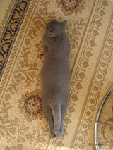 theressa's boy3