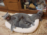 theressa-kitten 9-24-08-8
